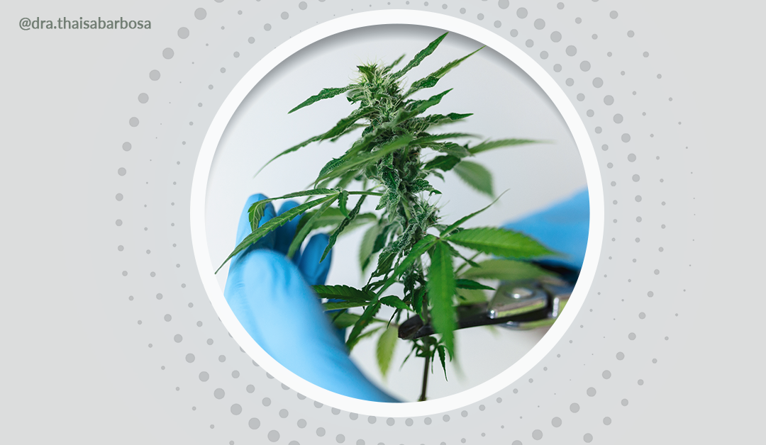 Cannabis e doenças inflamatórias intestinais: quais são os benefícios e contra indicações?